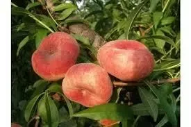 Продам саджанці персиків 2