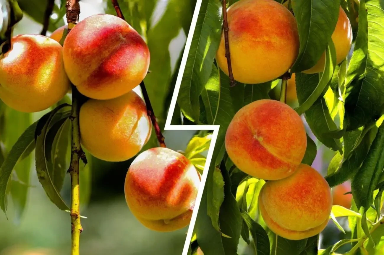 Продам саджанці персиків 5