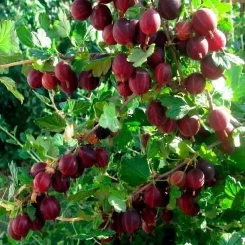 Саджанці аґрусу великоплідних сортів 8