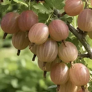 Саджанці аґрусу великоплідних сортів 7