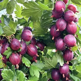 Саджанці аґрусу великоплідних сортів 5