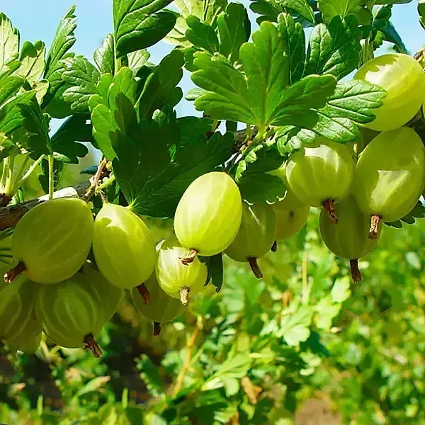 Саджанці аґрусу великоплідних сортів 2