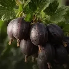 Саджанці аґрусу великоплідних сортів 6