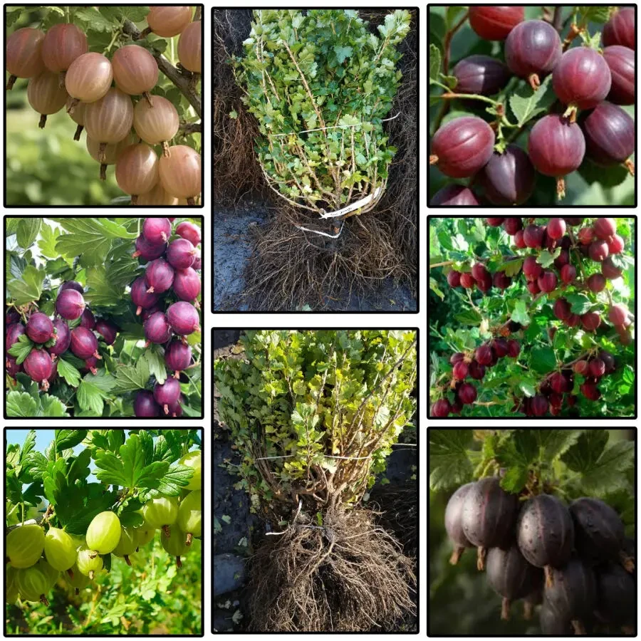 Саджанці аґрусу великоплідних сортів