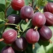 Саджанці аґрусу великоплідних сортів 3