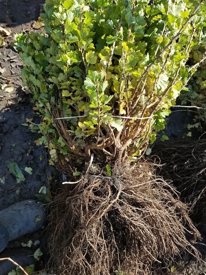 Саджанці аґрусу великоплідних сортів 4