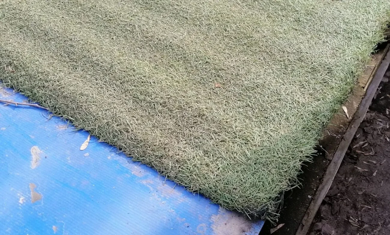 Штучна искусственная трава килим ковер 5