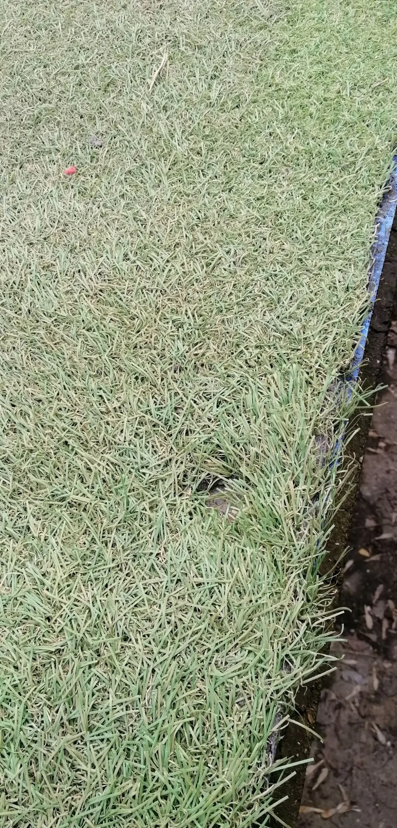 Штучна искусственная трава килим ковер 6