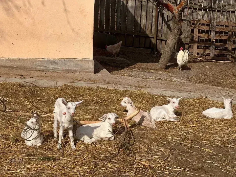 сільгосптварини 6