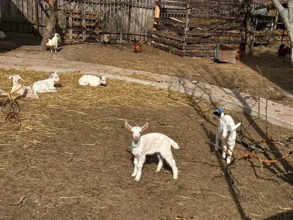 сільгосптварини