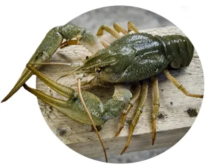 свіжі раки (Київ)