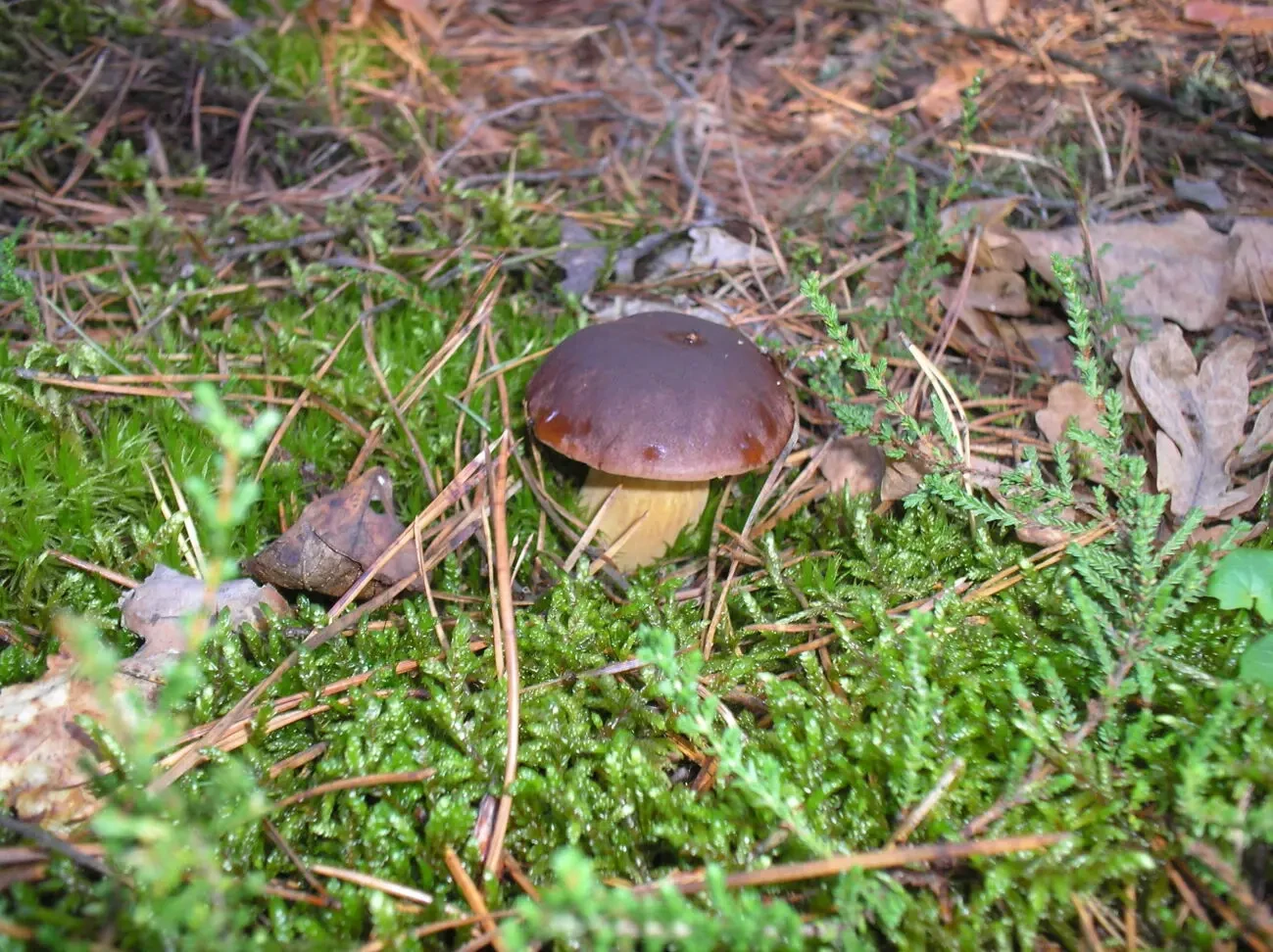 Земельна ділянка 5