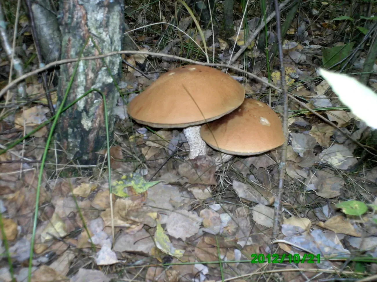 Земельна ділянка 3