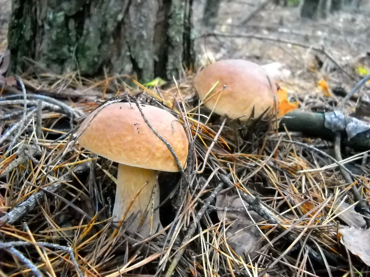 Земельна ділянка 2