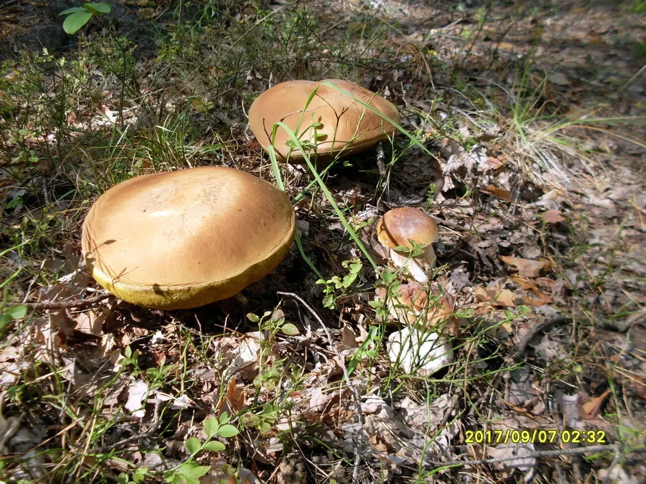 Земельна ділянка 4