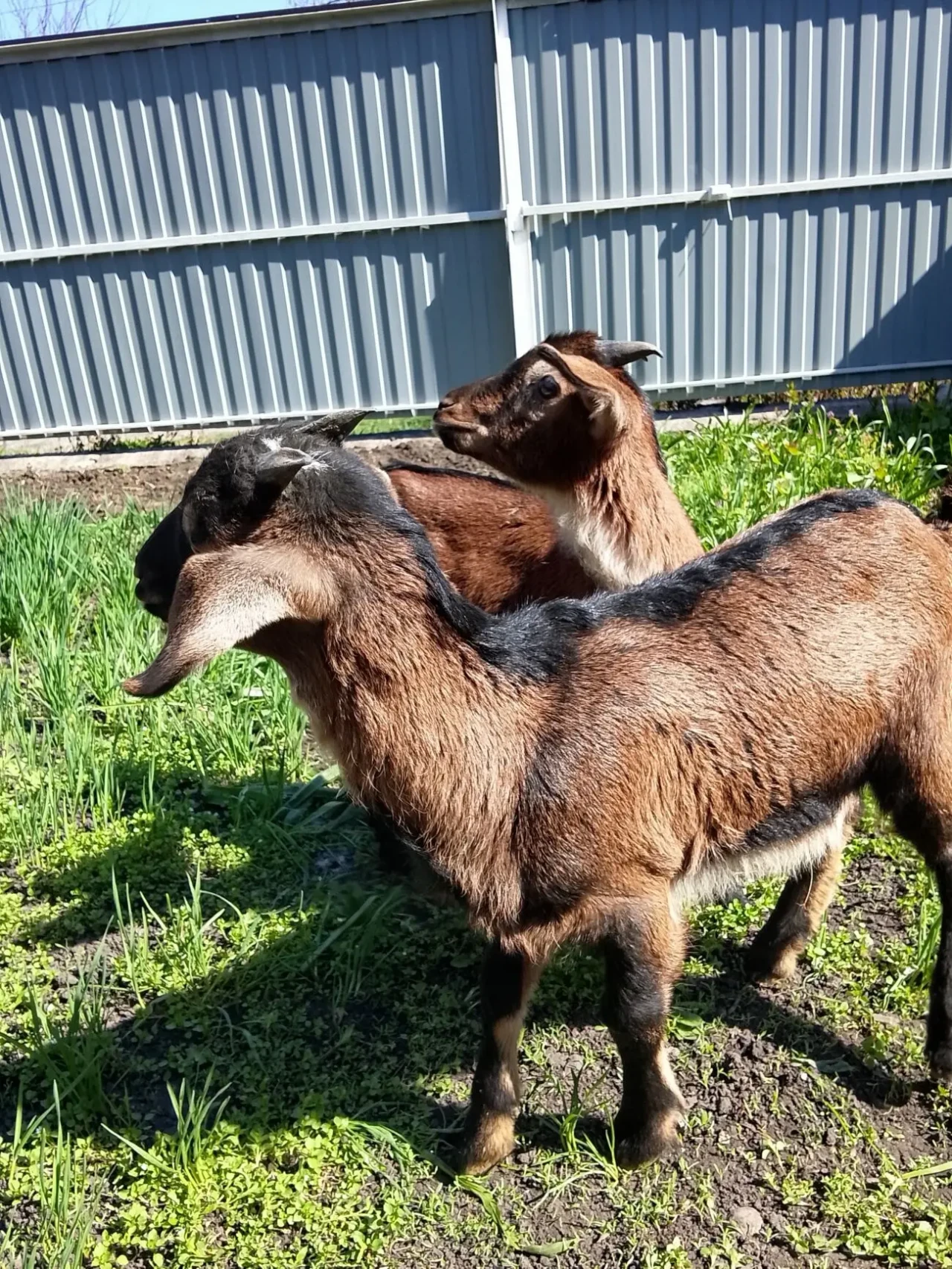 Продам козенят цапики 5