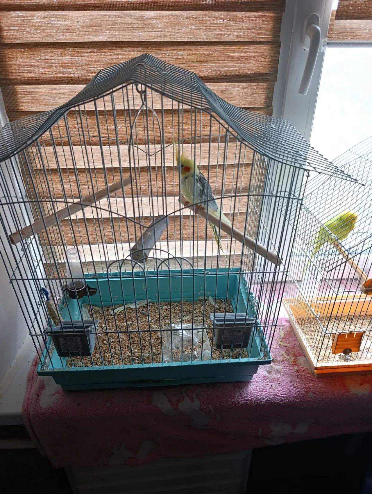 Продам Попугая Капелла 1 рік 6