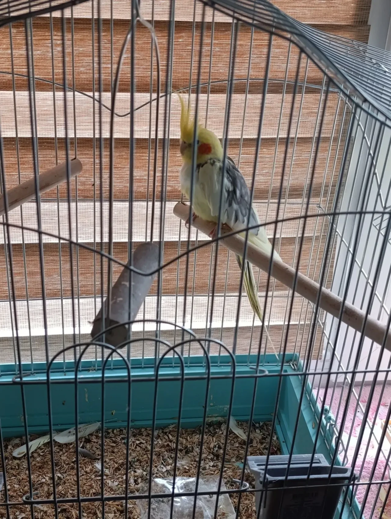 Продам Попугая Капелла 1 рік 4