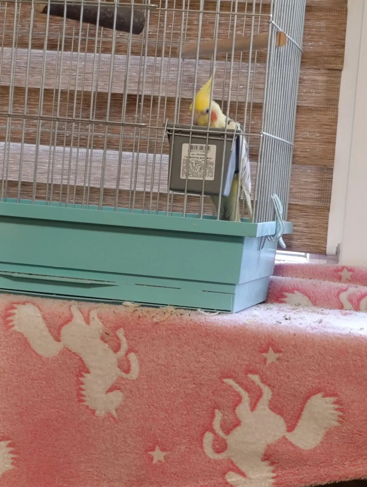 Продам Попугая Капелла 1 рік 7