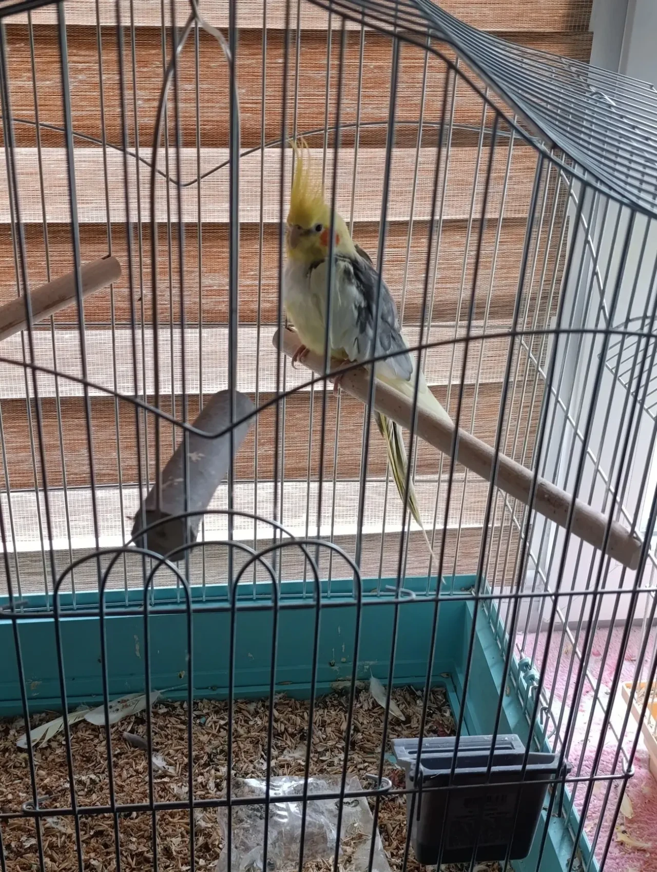 Продам Попугая Капелла 1 рік 3