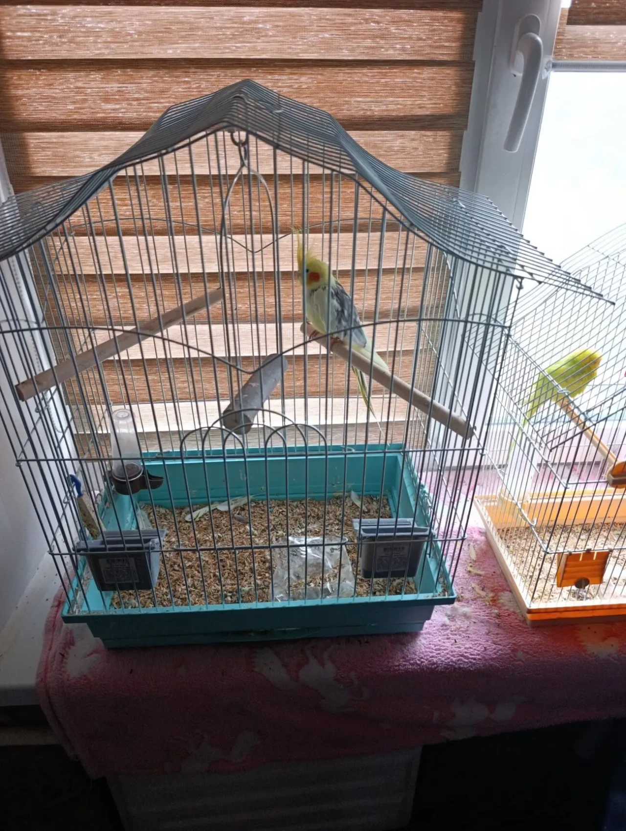 Продам Попугая Капелла 1 рік 5