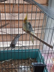Продам Попугая Капелла 1 рік