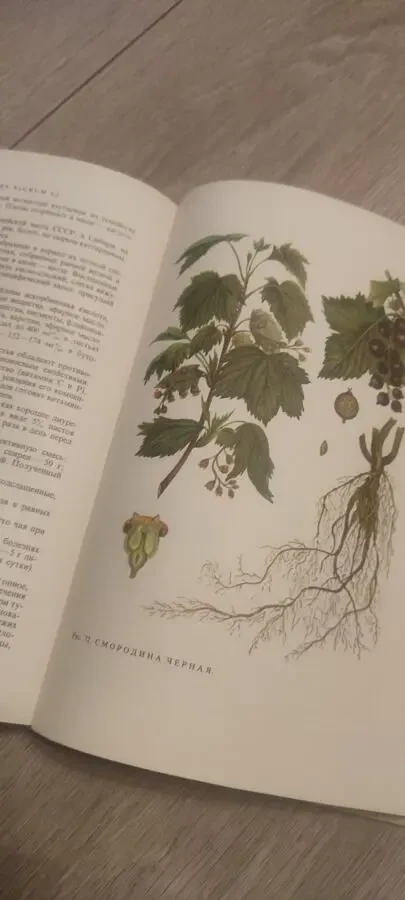 Лечение Растениями H. Г. Ковалёва 1972 г 8