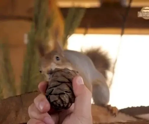 Белка продажа купить Запорожье