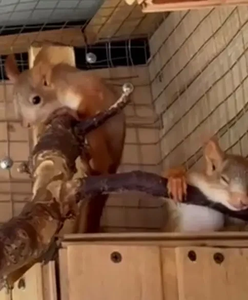 Белка продажа купить Запорожье 2