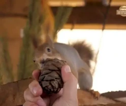 Белка продажа купить Запорожье