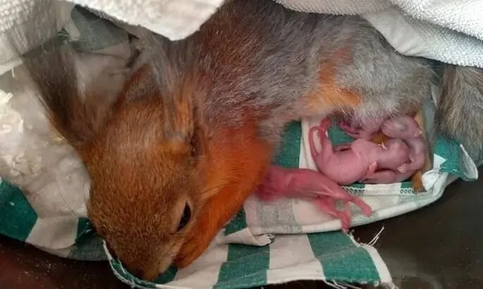 Белка продажа купить Харьков