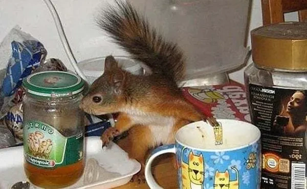 Белка Днепр купить