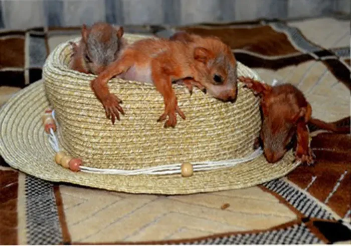 Белка Днепр купить 2