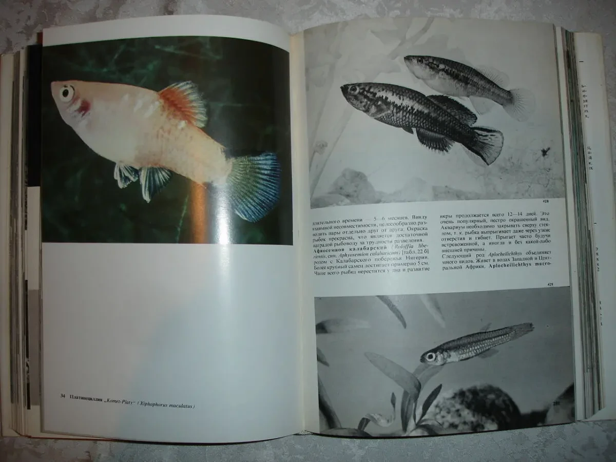 ФРАНК Станислав. ИЛЛЮСТРИРОВАННАЯ ЭНЦИКЛОПЕДИЯ РЫБ. 560 с. 1984. 5