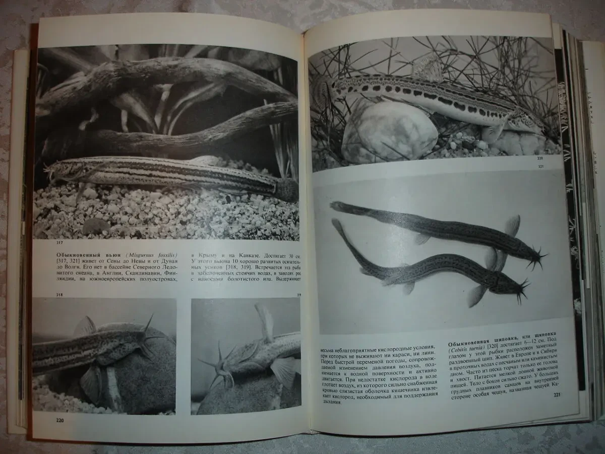 ФРАНК Станислав. ИЛЛЮСТРИРОВАННАЯ ЭНЦИКЛОПЕДИЯ РЫБ. 560 с. 1984. 6