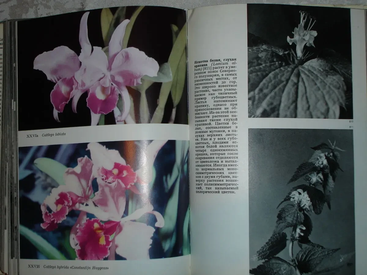 НОВАК Франтишек. ИЛЛЮСТРИРОВАННАЯ ЭНЦИКЛОПЕДИЯ РАСТЕНИЙ. 1982. 591 с. 5