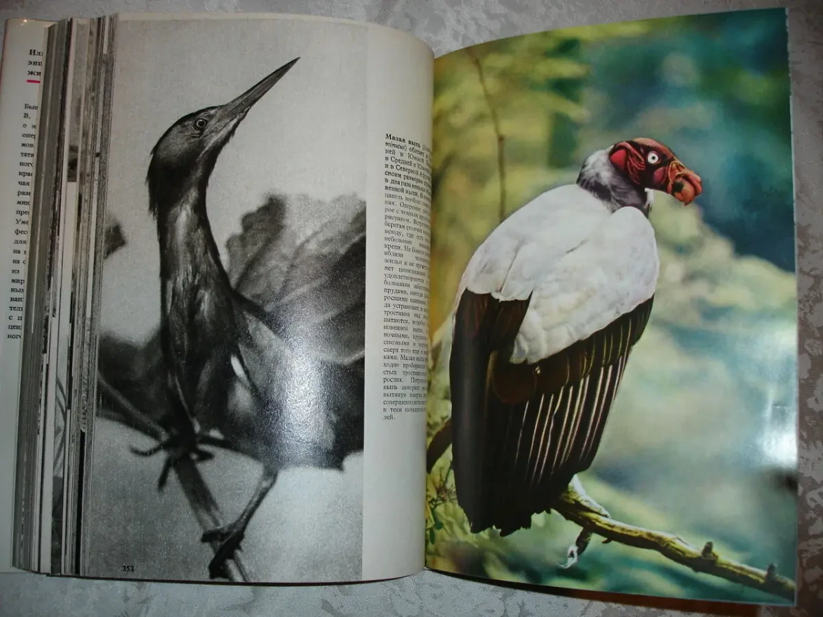 Вацлав Ян СТАНЕК. ИЛЛЮСТРИРОВАННАЯ ЭНЦИКЛОПЕДИЯ ЖИВОТНЫХ. 1988. 612с. 5