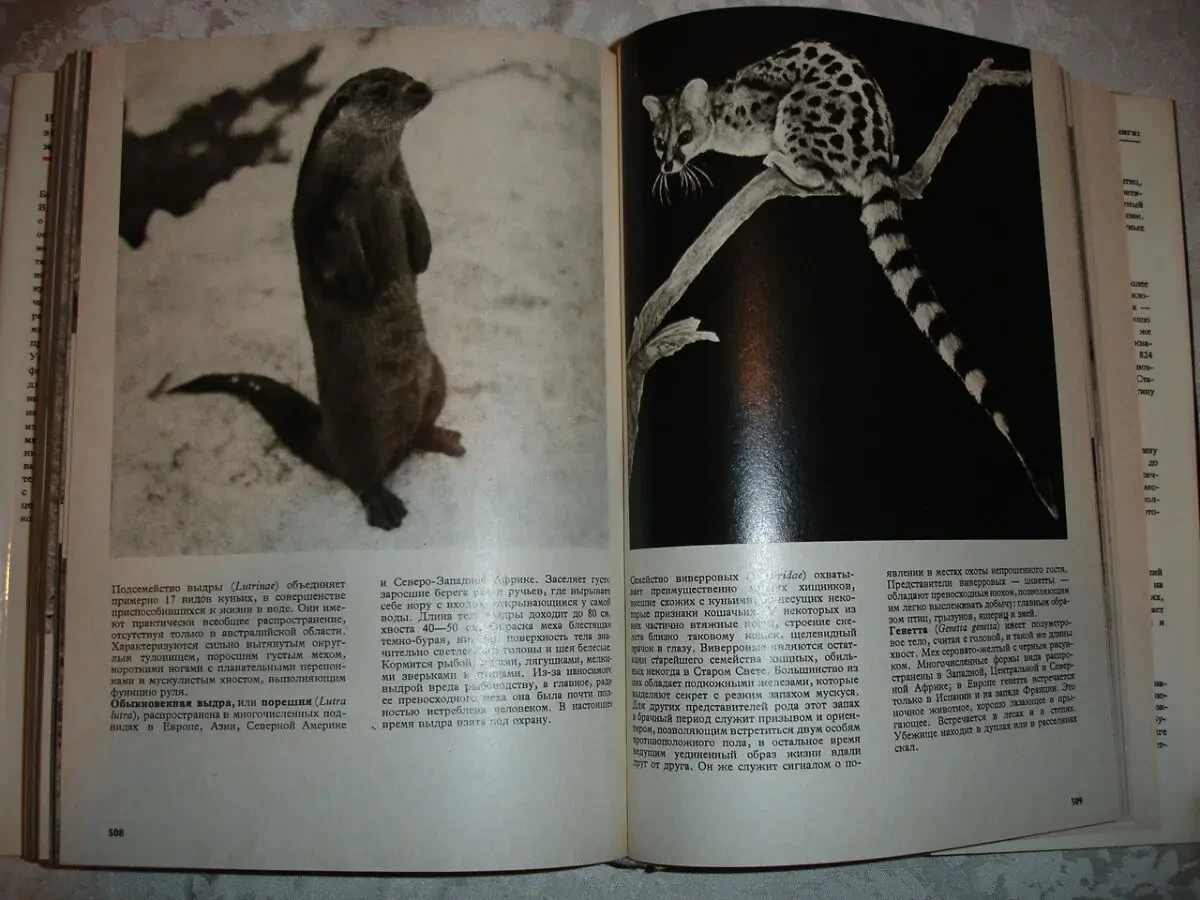 Вацлав Ян СТАНЕК. ИЛЛЮСТРИРОВАННАЯ ЭНЦИКЛОПЕДИЯ ЖИВОТНЫХ. 1988. 612с. 6