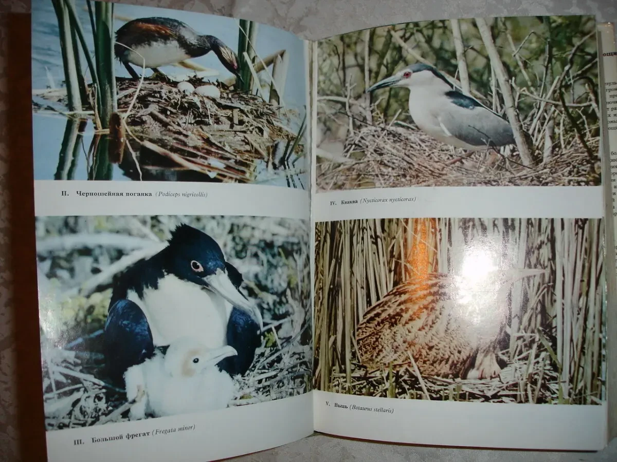 ГАНЗАК Ян. ИЛЛЮСТРИРОВАННАЯ ЭНЦИКЛОПЕДИЯ ПТИЦ. Артия. 1985. 582 с. 5