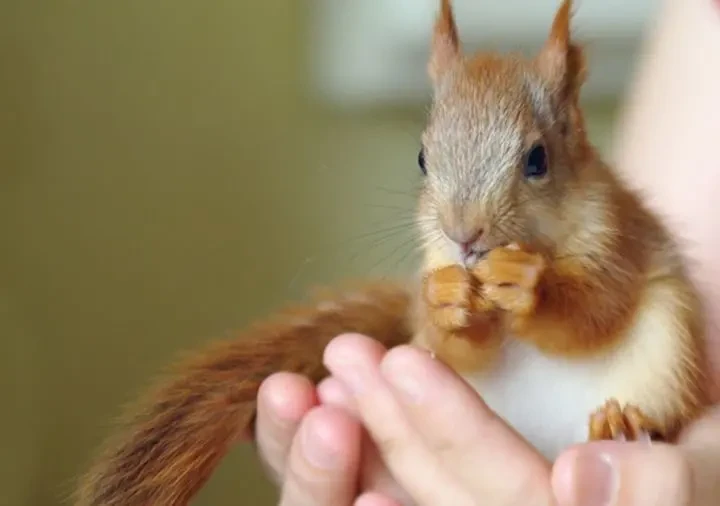 Белка купить продажа Харьков