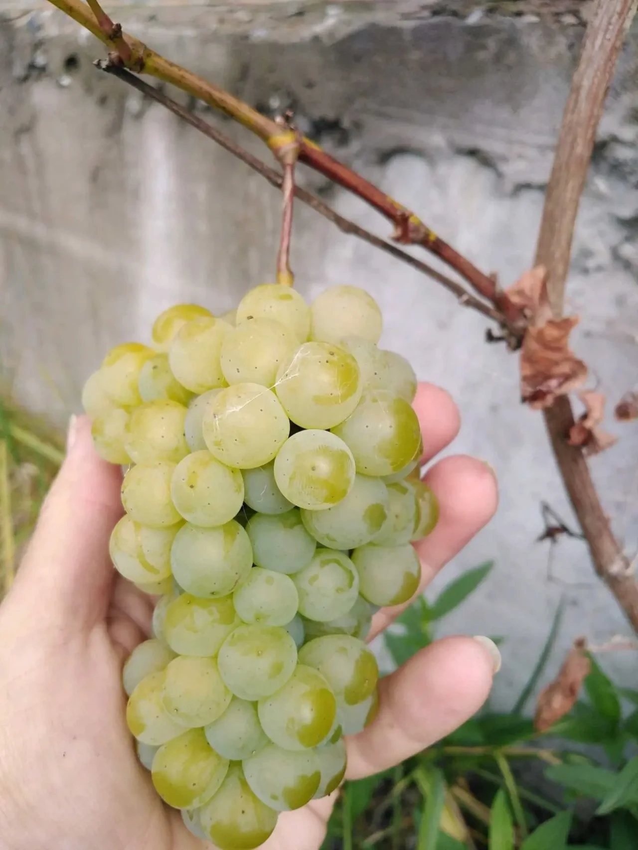 допомога по вирощуванні винограду 2