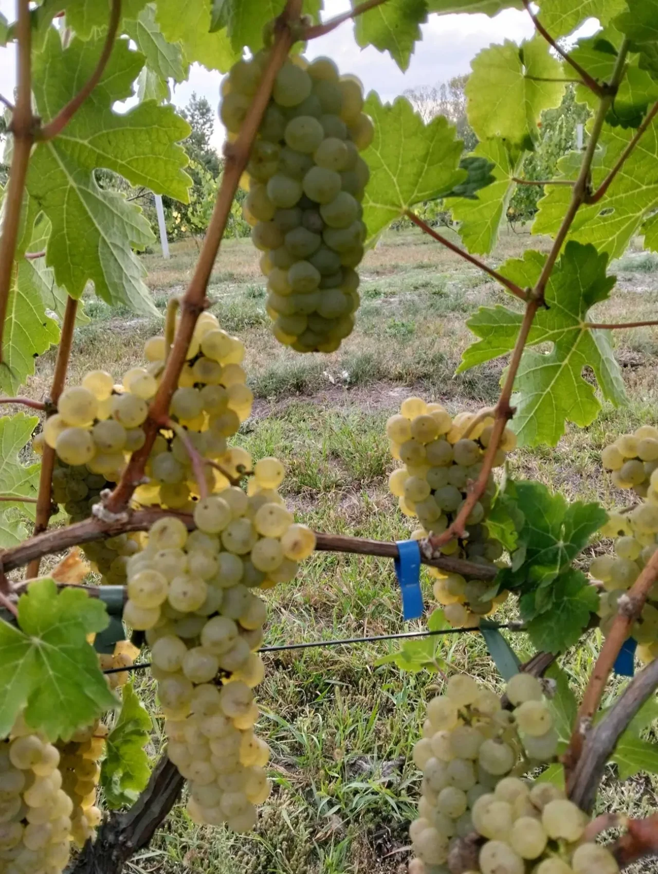 допомога по вирощуванні винограду