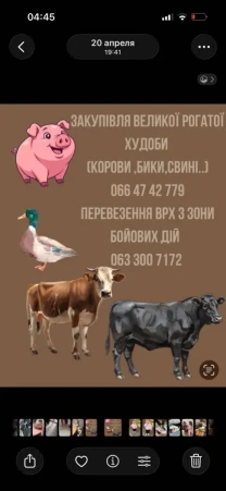 Куплю Корів биків свиней