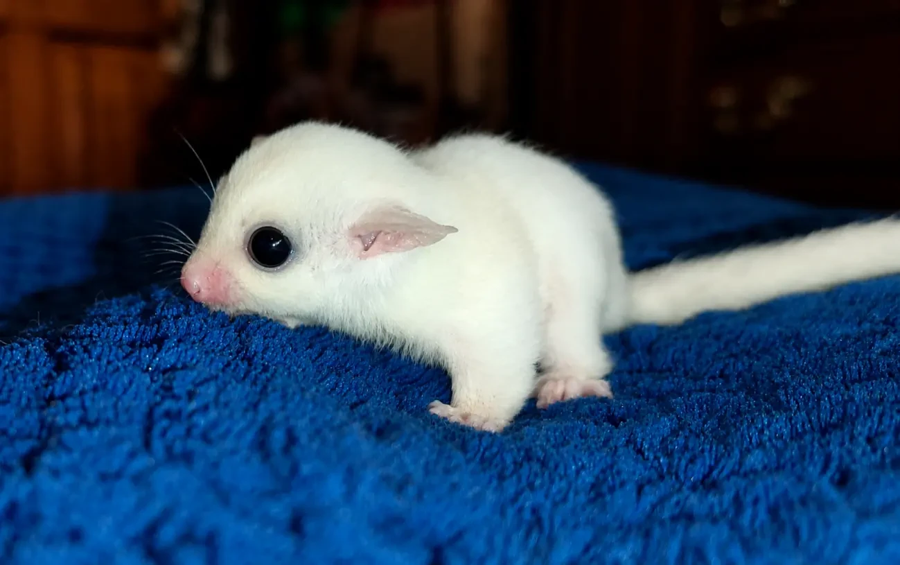 Продається маля цукрового посума (Sugar Glider). 2