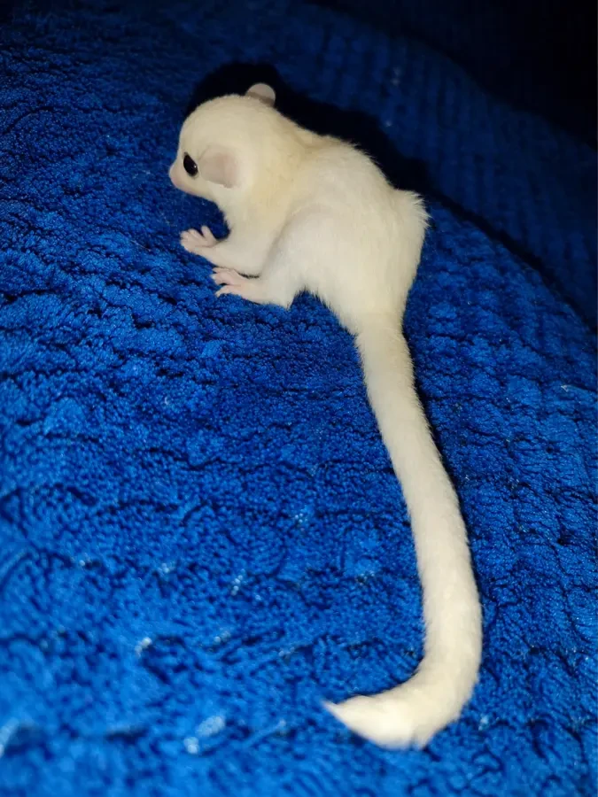 Продається маля цукрового посума (Sugar Glider). 3