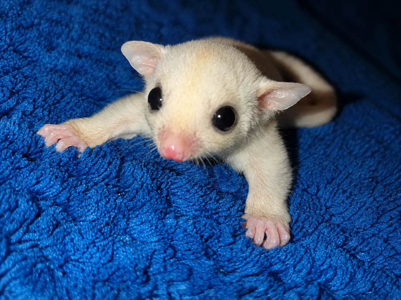 Продається маля цукрового посума (Sugar Glider). 4