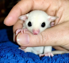 Продається маля цукрового посума (Sugar Glider).