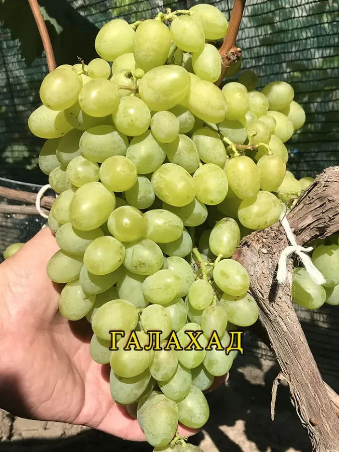 Саджанці винограду. Розпродаж. 2