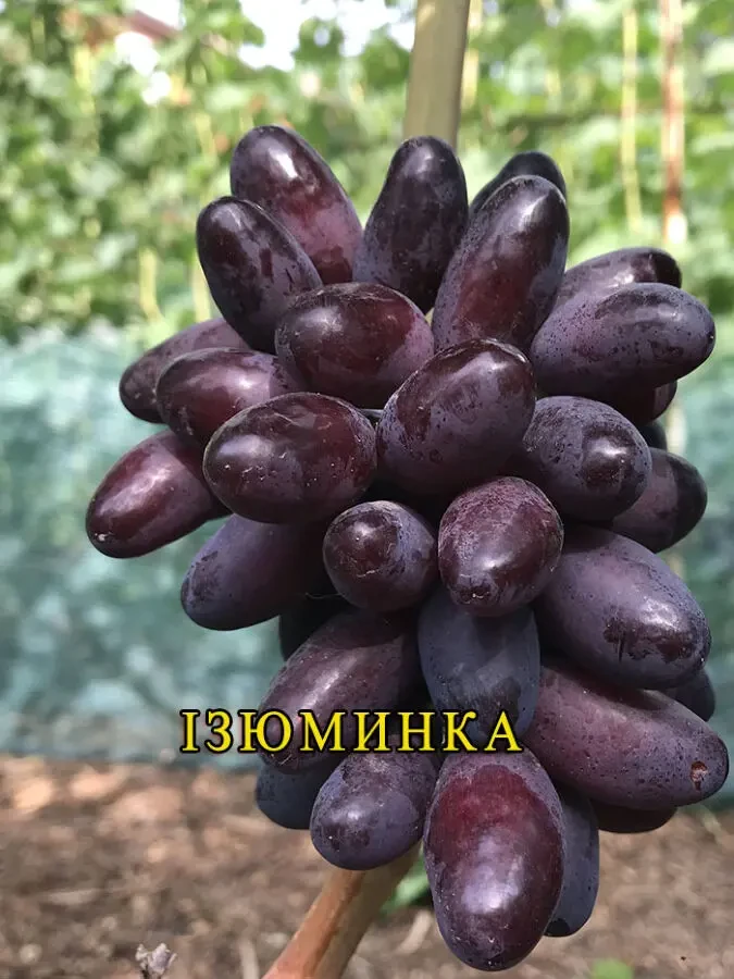 Саджанці винограду. Розпродаж. 4