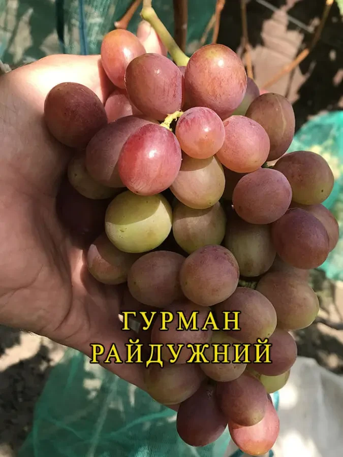 Саджанці винограду. Розпродаж. 3